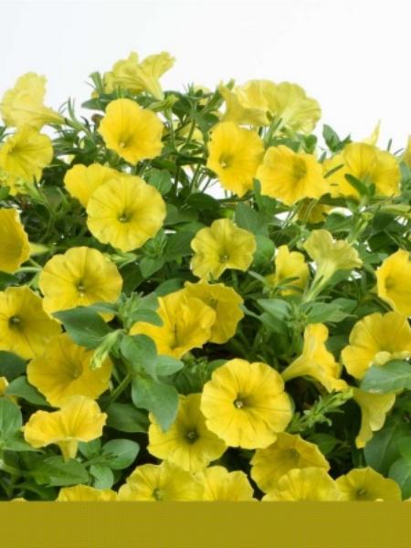 Petunia - Capella™ Hello Yellow