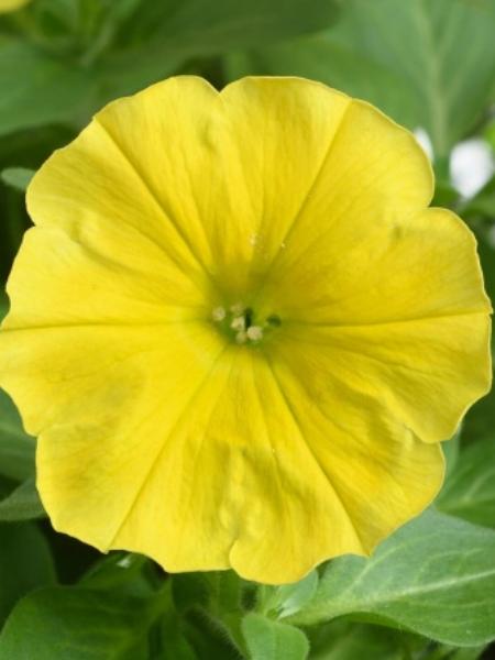Petunia - Capella™ Hello Yellow