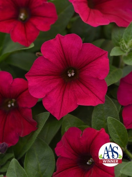 Petunia - Premium Wave® Carmine Velour