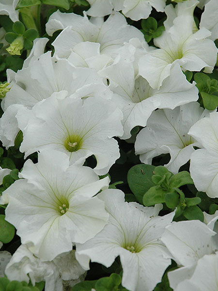 Petunia - Dreams™ White