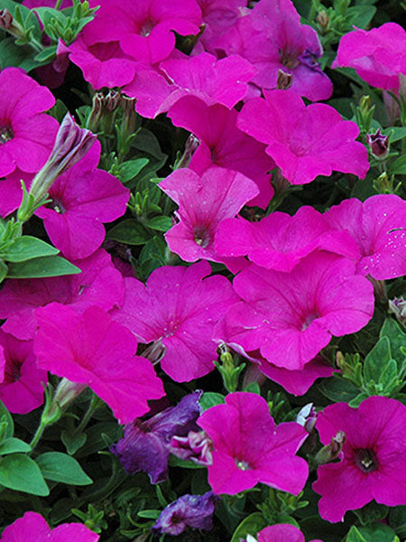 Petunia - Easy Wave® Neon Rose