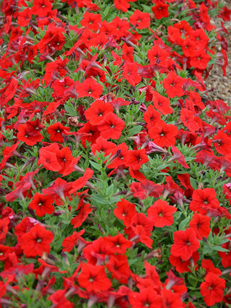 Petunia - Easy Wave® Red