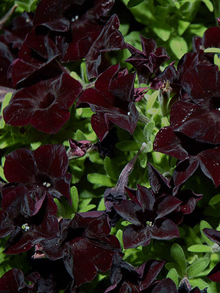 Petunia - Ray™ Black
