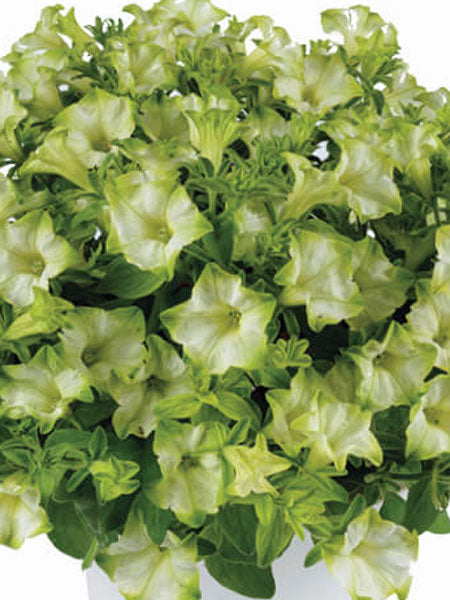Petunia - Vegetative Ray™ Pistachio Cream