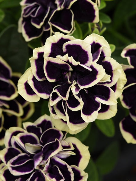 Petunia Jewel Midnight Gold