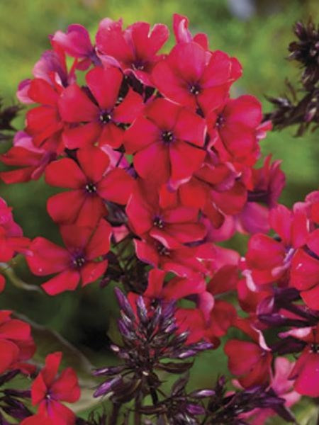 Phlox - Paniculata Starfire