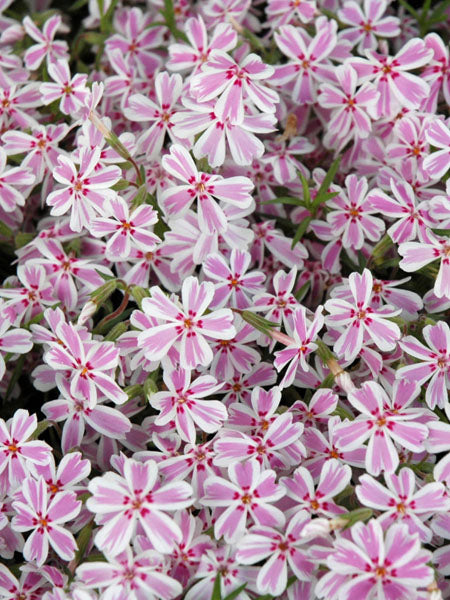 Phlox - Subulata Creeping Phlox Candy Stripes