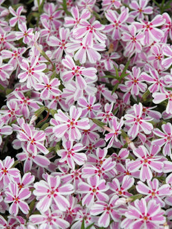 Phlox - Subulata Creeping Phlox Candy Stripes
