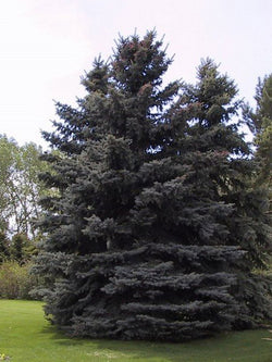 Spruce - Colorado - 5 Gallon