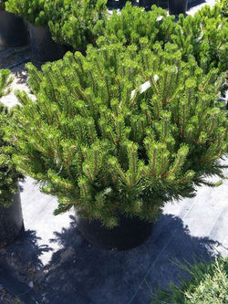 Pine - Dwarf Mugo - 5 Gallon