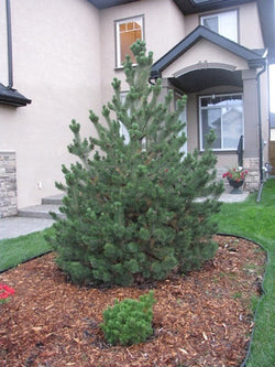 Pine - Mountain - 5 Gallon