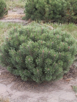 Pine - Mugo - 5 Gallon