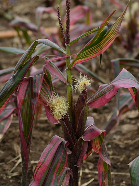 Ornamental Corn - Pink Zebra