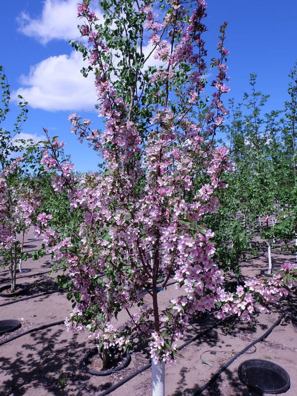 Crabapple - Pink Spire, Flowering - 5 Gallon