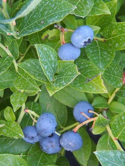 Blueberry - Polaris - 2 Gallon