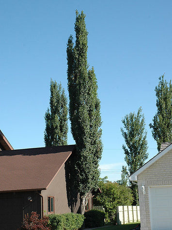Columnar Trees Calgary | Columnar Fruit Trees Alberta | Columnar Tree ...