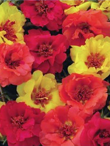 Portulaca - Happy Hour Tropical Mix