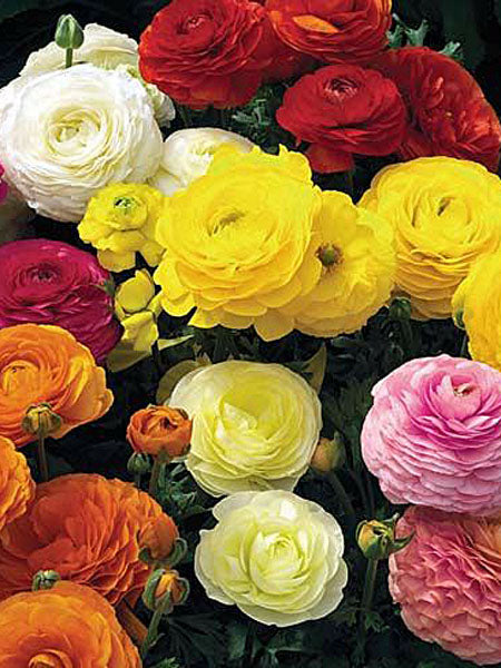 Ranunculus - Maché™ Mix