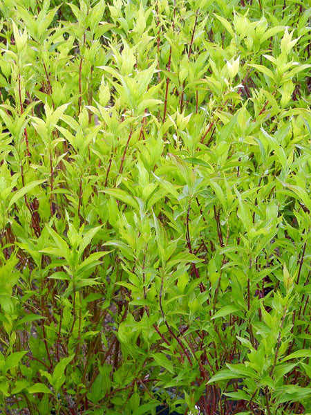 Dogwood - Red Gnome - 2 Gallon