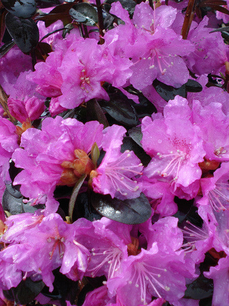 Rhododendron - P.J.M. 2 Gallon