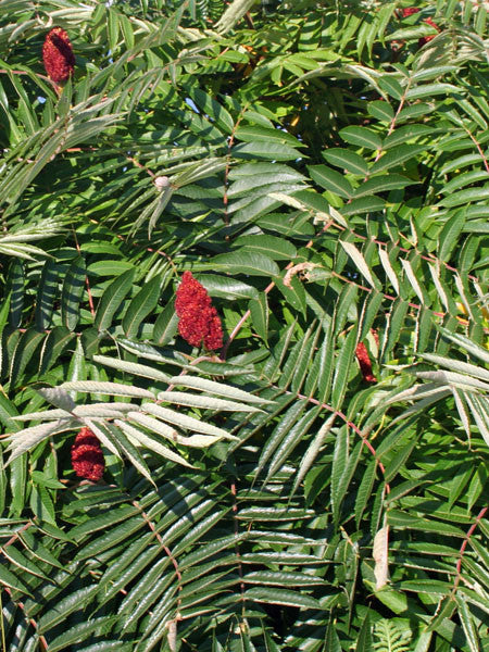 Sumac - Staghorn - 2 Gallon