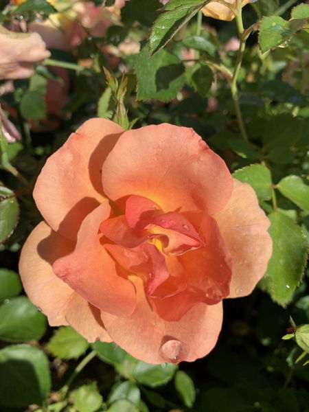 Chinook Roses Roses – Calgary Plants