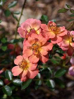 Rose - Oso Easy® Hot Paprika®