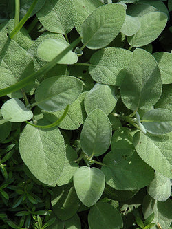 Herb - Sage, Berggarten