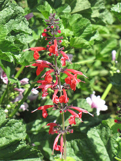 Herb - Sage, Pineapple