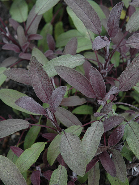 Herb - Sage Purple