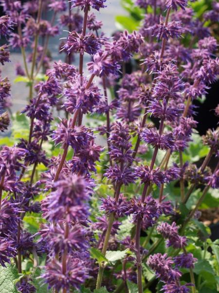 Salvia - Purple Rain