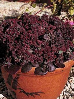 Sedum Creeping - Turkish Delight