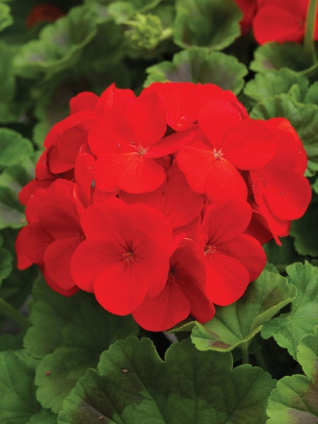 Seed Geranium - Pinto Premium Deep Red