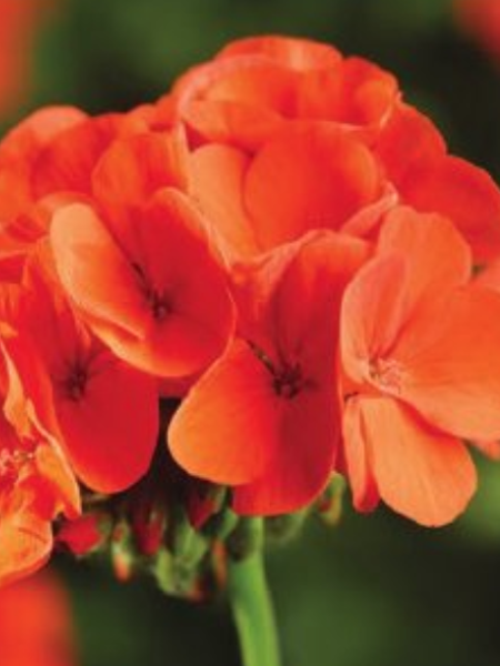Pinot Geranium Seed Geranium - Pinto Premium Orange – Calgary Plants