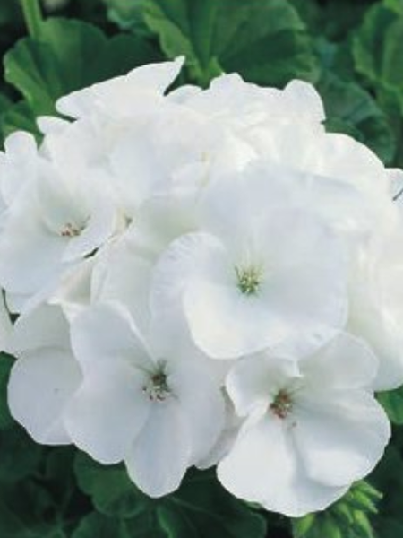 Seed Geranium - Pinto Premium White