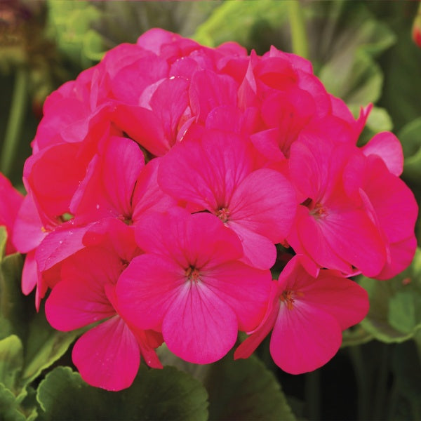 Seed Geranium - Pinto Premium Lavender Rose