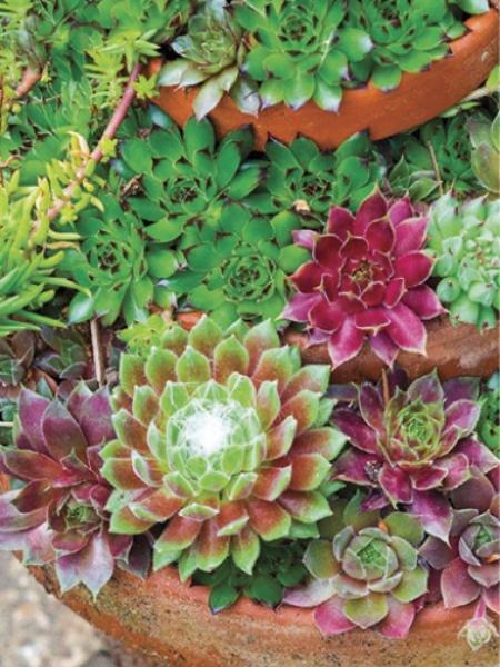 Sempervivum - Hens & Chicks Supersemps Mix