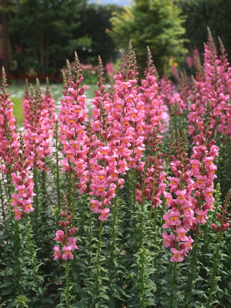 Snapdragon - Rocket Rose Shade