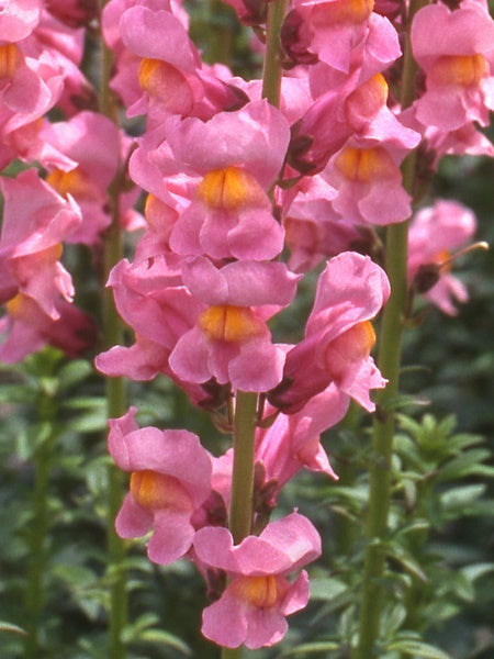 Snapdragon - Rocket Rose Shade