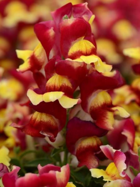 Snapdragon Snapshot Red Bicolor