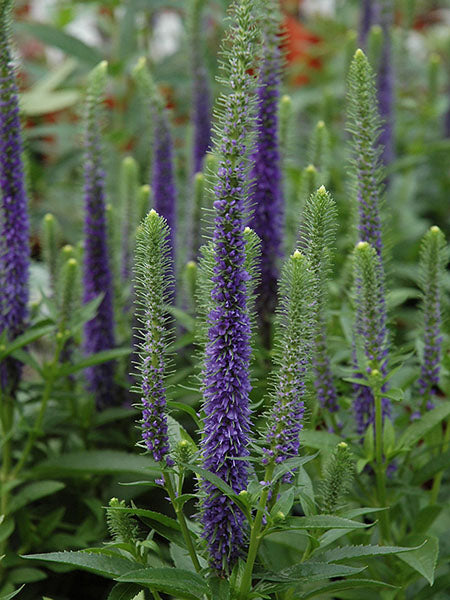 Speedwell Royal Candles