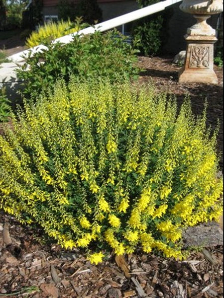 Shrub - Spike Broom 2 Gallon