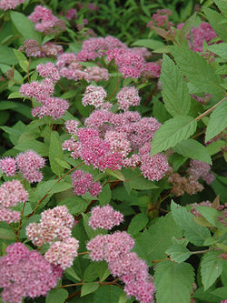 Spirea - Froebel - 2 Gallon