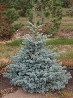 Spruce - Montgomery - 10 Gallon