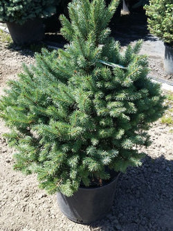 Spruce - Sester's Dwarf - 5 Gallon