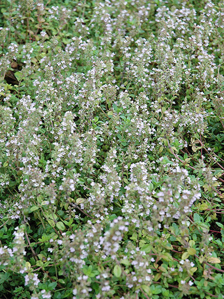 Herb - Thyme, French Summer