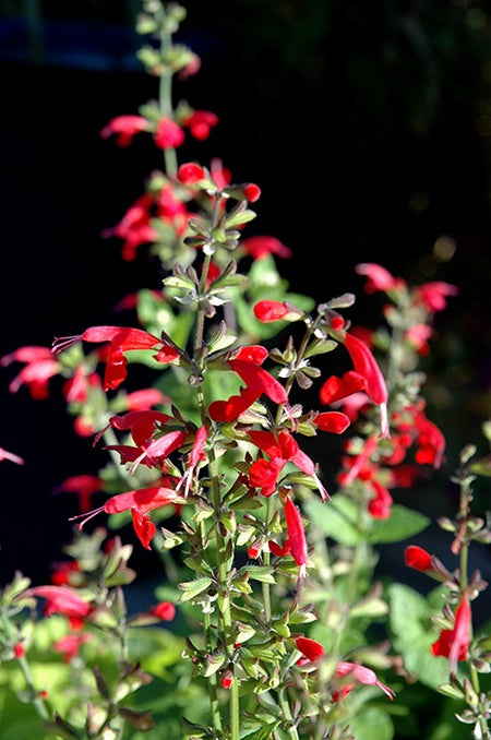 Salvia - Summer Jewel Red