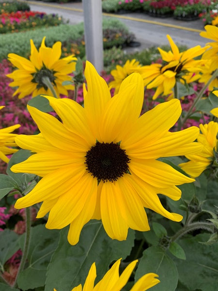 Helianthus - Sunflower Sunfinity