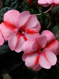 Sunpatiens - Vigorous Peach Candy