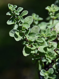 Herb - Marjoram Sweet